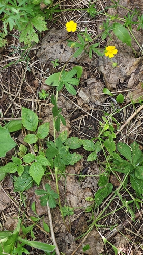 Potentilla thuringiaca, photograph 4
