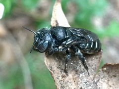 Lithurgopsis gibbosa