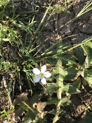 Sisyrinchium albidum