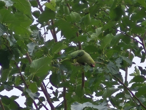 Rose-ringed Parakeet