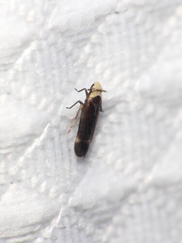 Eoeurysa flavocapitata observed 2026-06-13