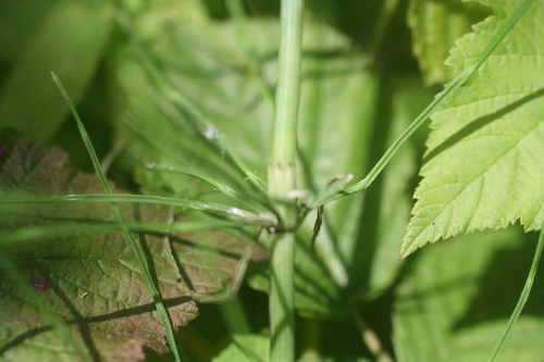 field horsetail
