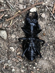 Pasimachus californicus