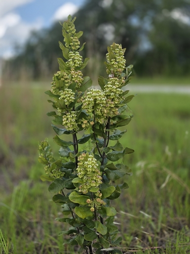 Asclepias tomentosa