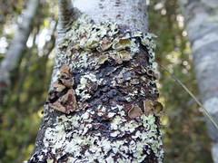 Notoparmelia testacea