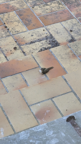Short-toed Treecreeper