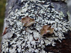 Notoparmelia testacea