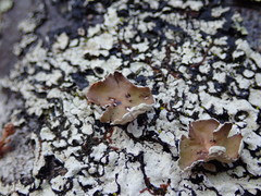 Notoparmelia testacea