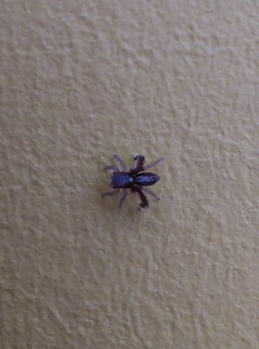 Beardfooted spider