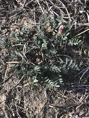 Astragalus crassicarpus