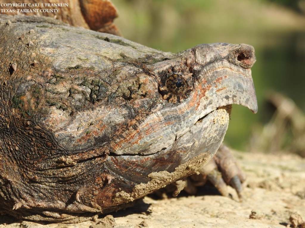 Photo by texasturtles