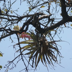 Tillandsia bourgaei