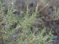 Rosemary