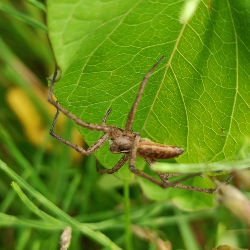 European Nursery Web spider