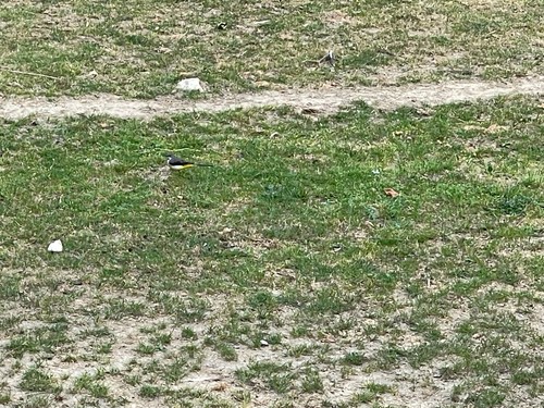 Grey Wagtail