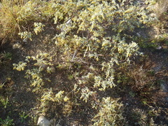 Hermannia holosericea, photograph (c) Nicola van Berkel, some rights reserved (CC BY-SA)