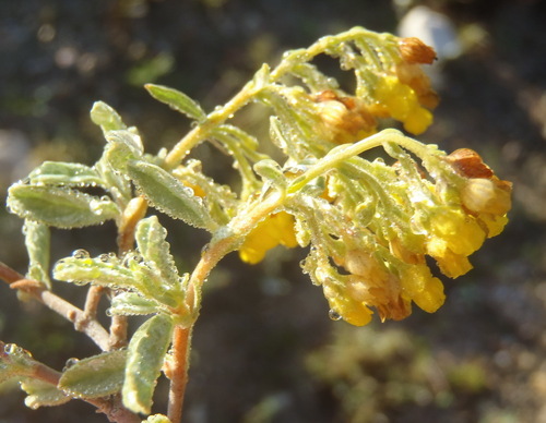 Hermannia holosericea, photograph 2
