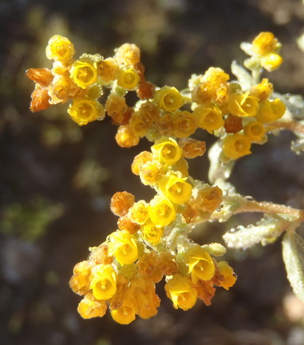 Hermannia holosericea, photograph 5