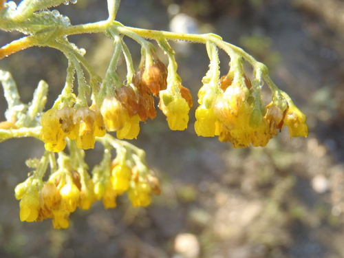 Hermannia holosericea, photograph 6