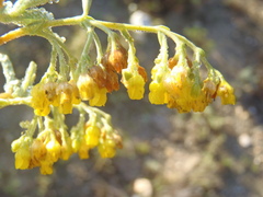 Hermannia holosericea, photograph (c) Nicola van Berkel, some rights reserved (CC BY-SA)