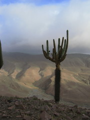 Browningia candelaris