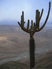 Browningia candelaris