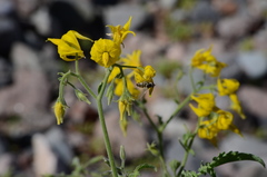 Austroscaeva occidentalis