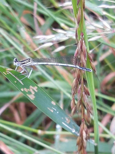 Blue Featherleg