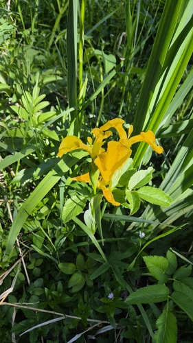 Yellow Iris