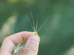 Aegilops geniculata, photograph (c) Augustin Soulard, some rights reserved (CC BY)