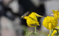 Austroscaeva occidentalis