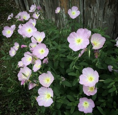 Oenothera speciosa
