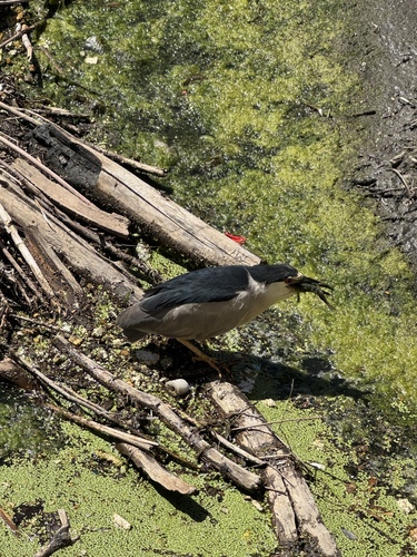 Black-crowned Night Heron