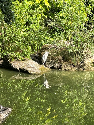 Grey Heron