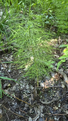 wood horsetail