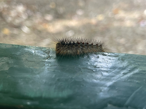 Spongy Moth