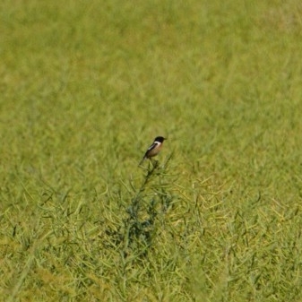 European Stonechat