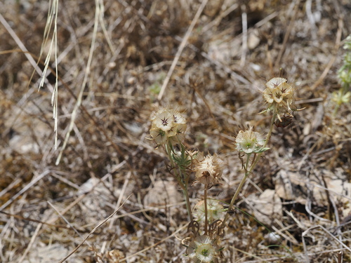 Lomelosia stellata, photograph 3
