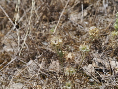 Lomelosia stellata, photograph (c) Augustin Soulard, some rights reserved (CC BY)