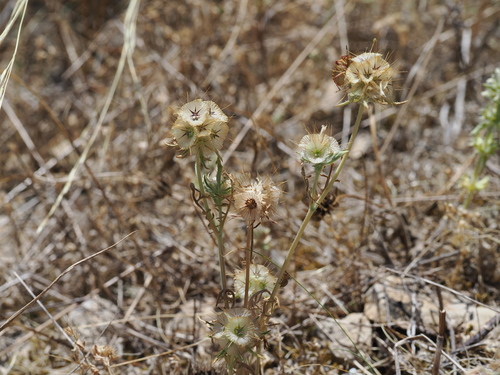 Lomelosia stellata, photograph 2