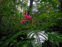Lophostachys chiapensis