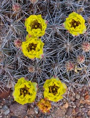 Grusonia grahamii