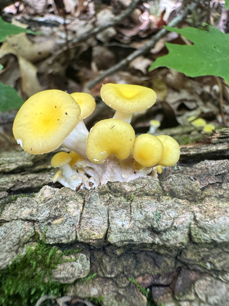 Golden Oyster Mushroom · June 2026 · photo: Photo: (c) Nick T., some rights reserved (CC BY-SA) · iNaturalist