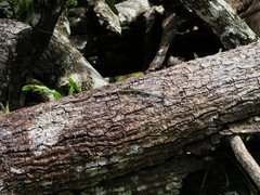 Cryptoblepharus egeriae