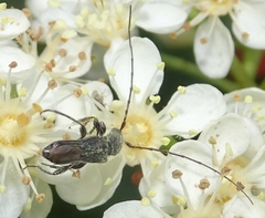 Molorchus bimaculatus