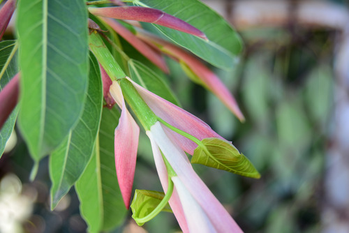 Ficus caulocarpa iNat (2)