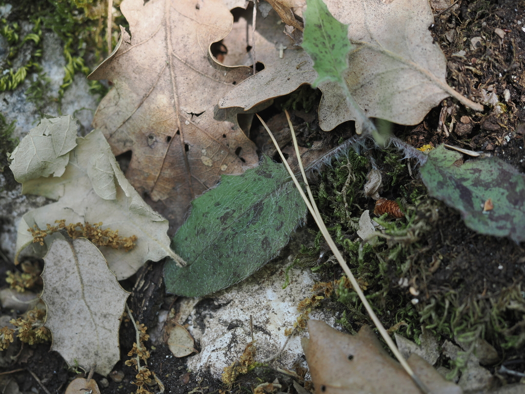 Hieracium glaucinum; photograph (c) Augustin Soulard, some rights reserved (CC BY)