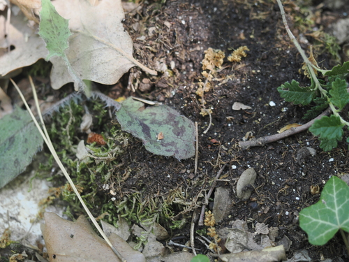 Hieracium glaucinum, photograph 2