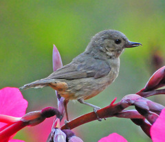 Slaty Flowerpiercer photo 2