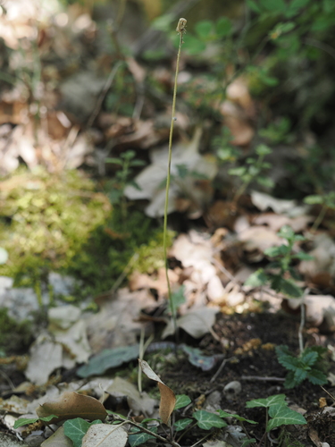Hieracium glaucinum, photograph 1